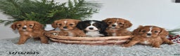 Cavalier King Charles Spaniel dogs for sale: Holly - Ad 3