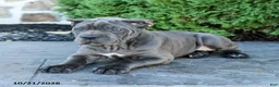 Cane Corso dogs for sale: Liberty - Ad 5