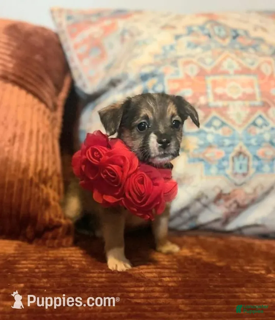 Chorkie dogs for sale: Rosita - Ad 1