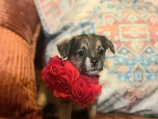 Chorkie dogs Rosita - Ad 13