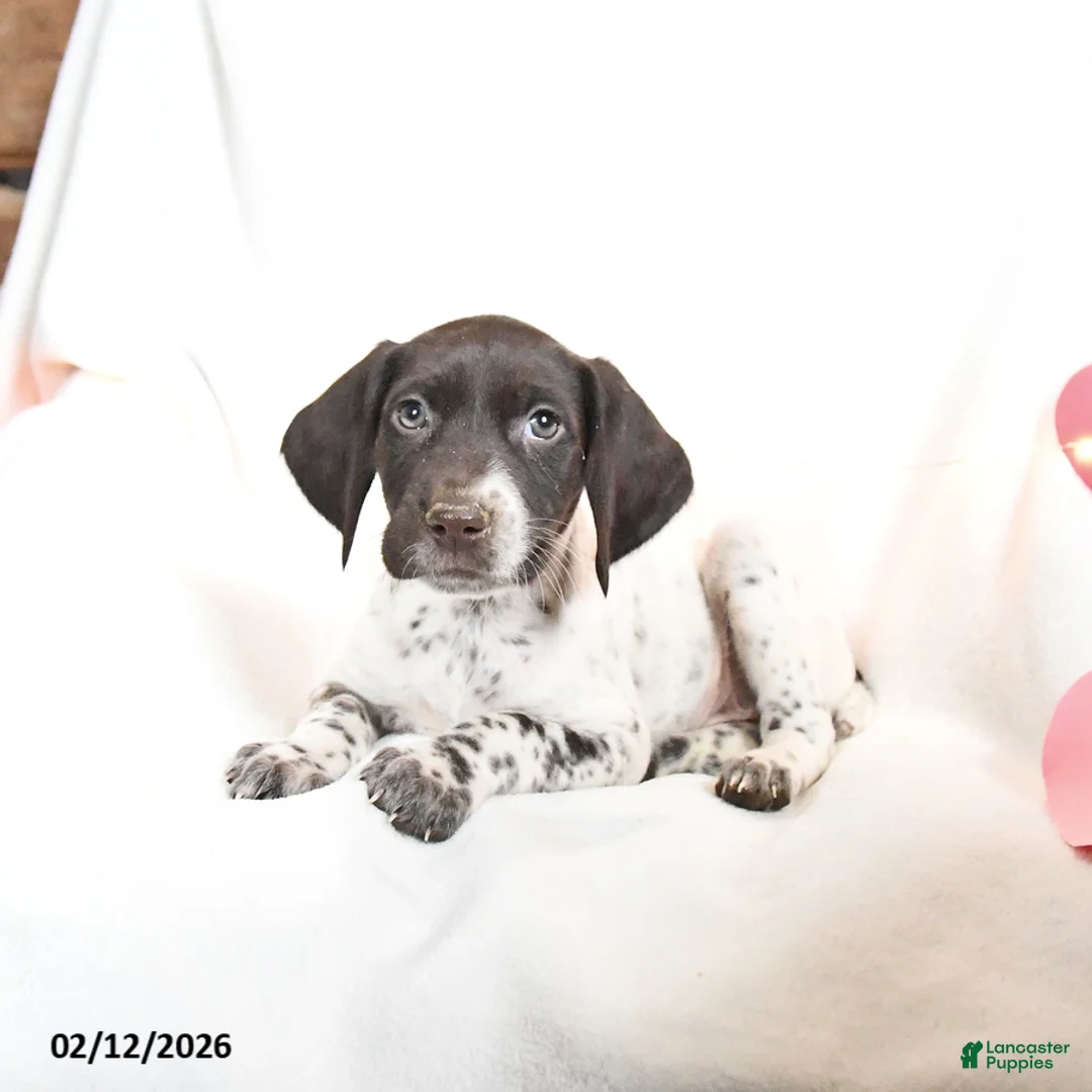 German Shorthaired Pointer dogs for sale: Raisin - Ad 1