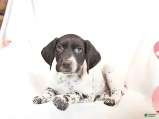 German Shorthaired Pointer dogs Raisin - Ad 6