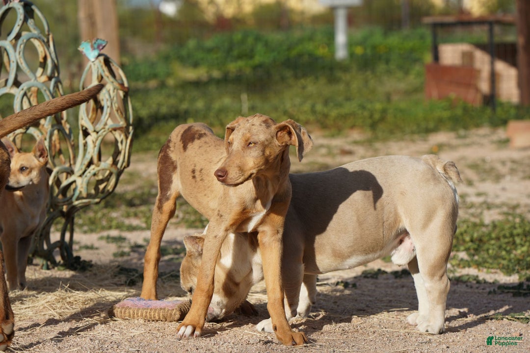 Mixed Breed dogs for sale: Lilac Fawn Merle F1 RT - Ad 22