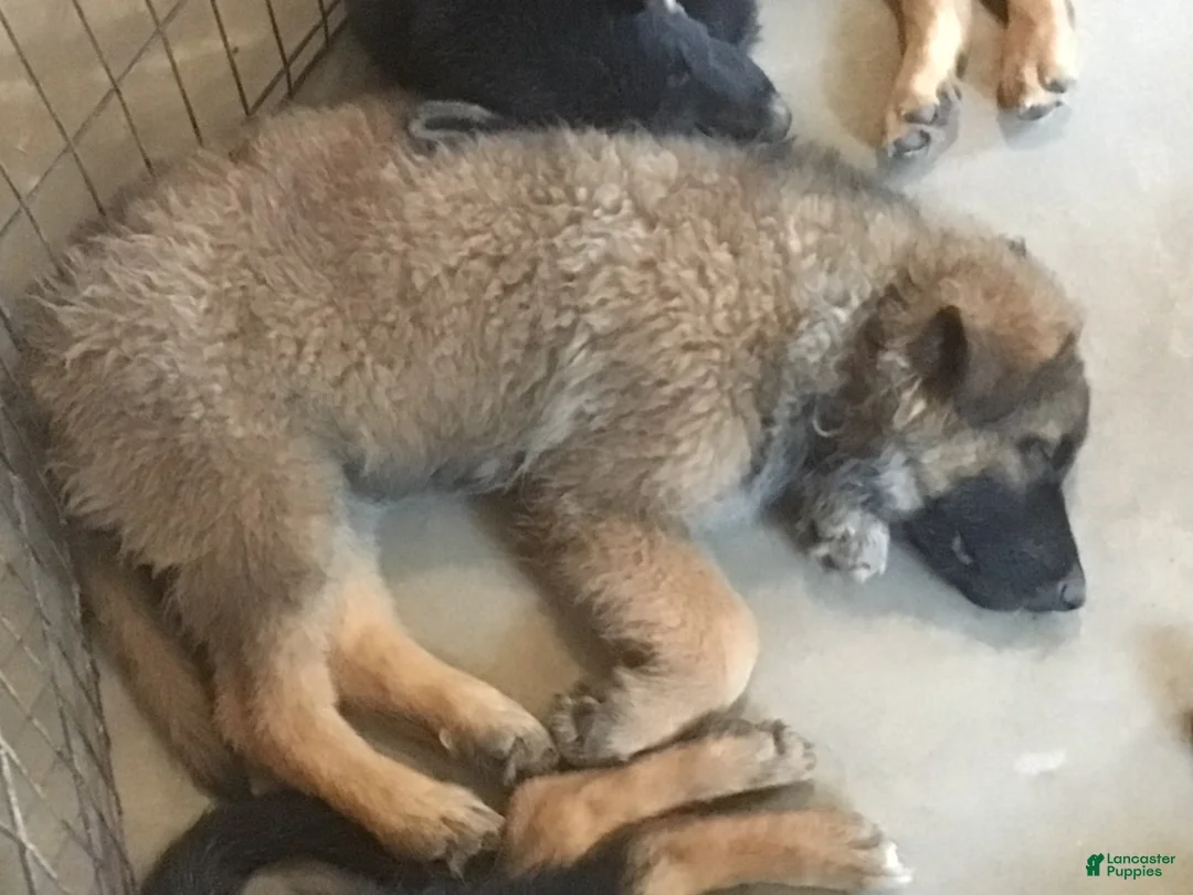 German Shepherd dogs for sale: German Shepherd 5 - Ad 3