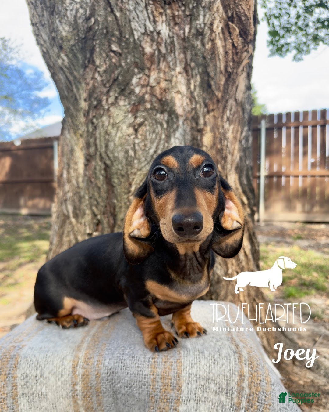 Miniature Dachshund dogs for sale: Joey - Ad 1