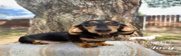 Miniature Dachshund dogs for sale: Joey - Ad 1