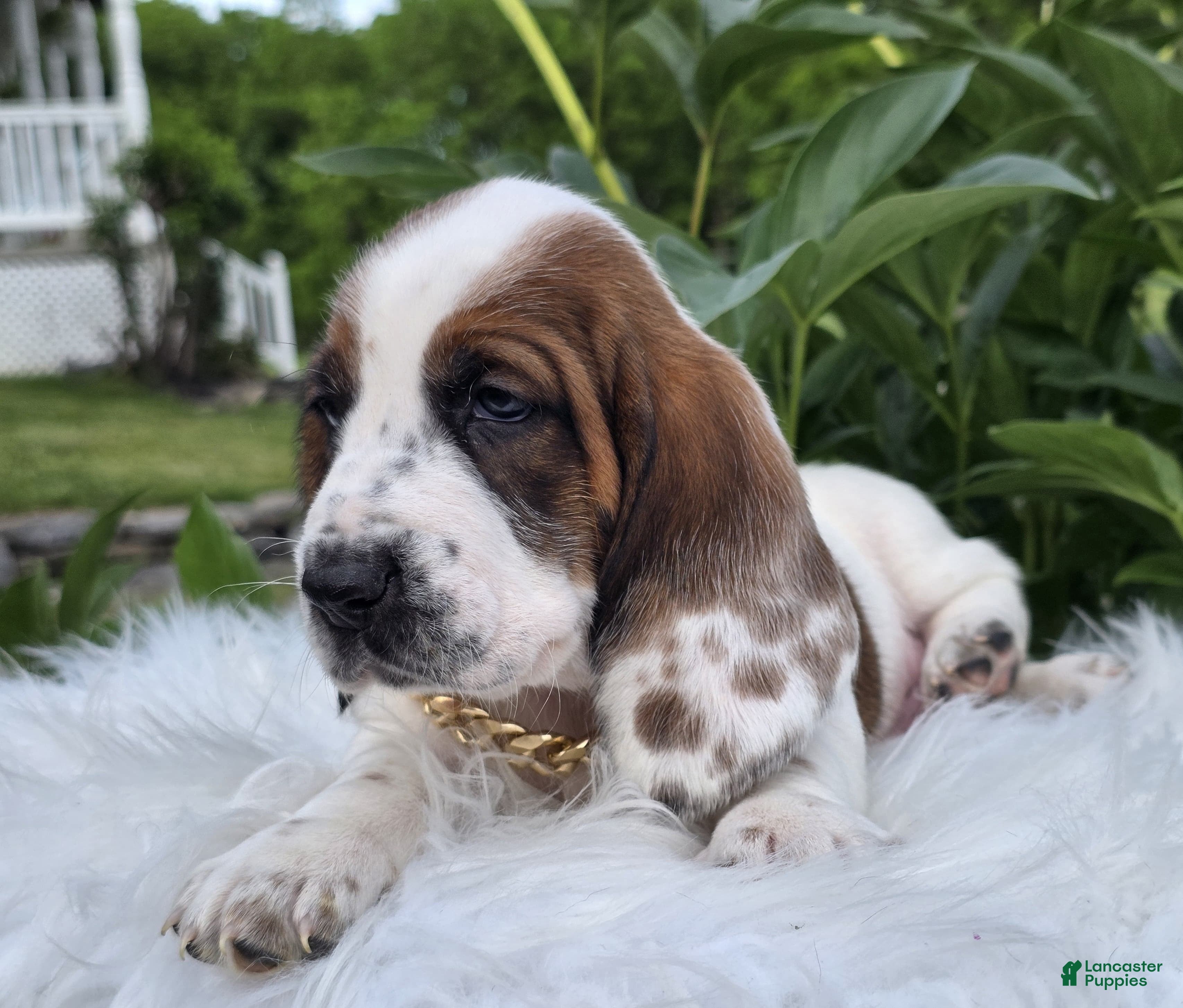 Basset Hound dogs for sale: Winston - Ad 4