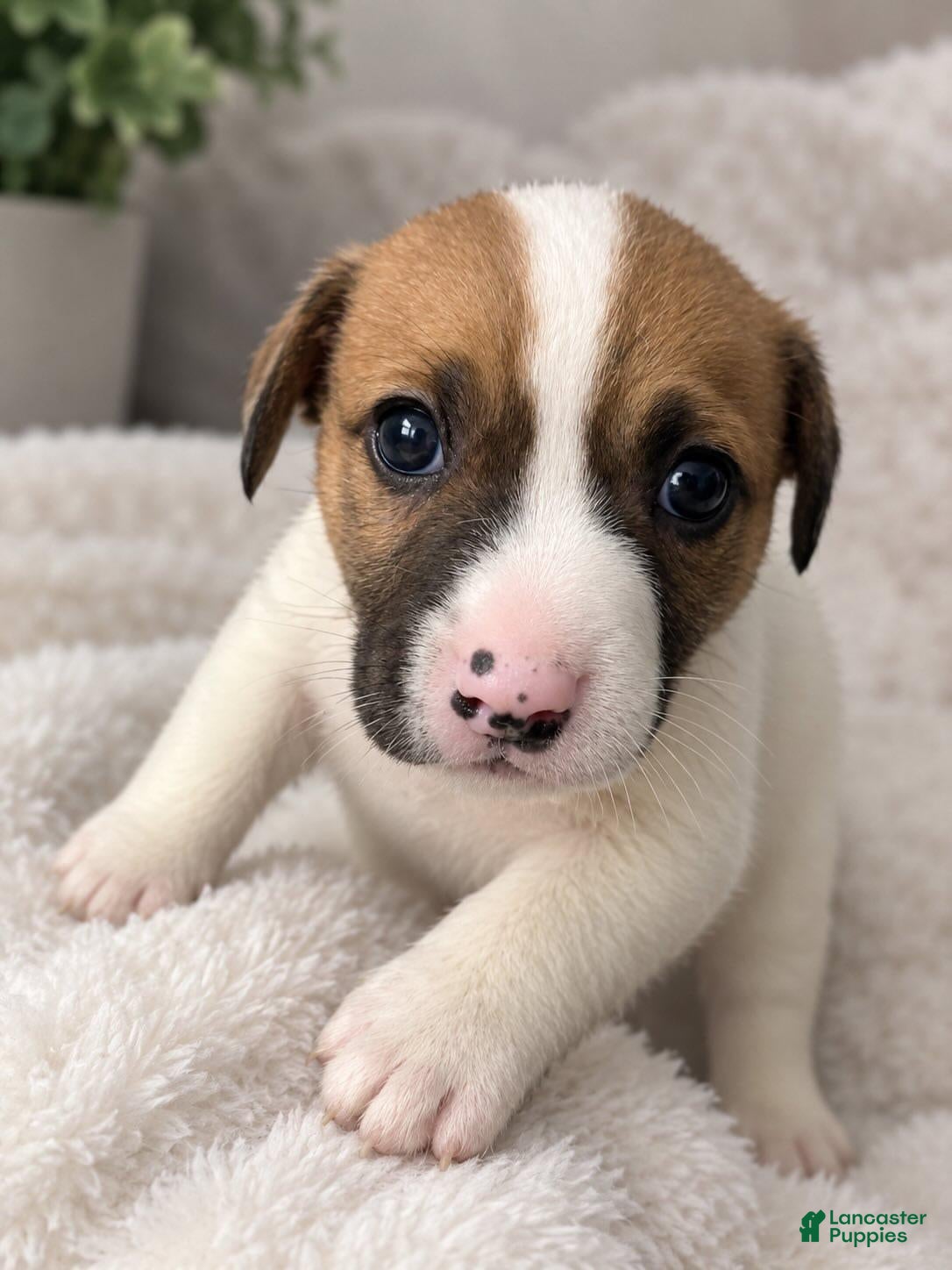 Mixed Breed dogs Mixed Breed 2 - Ad 39