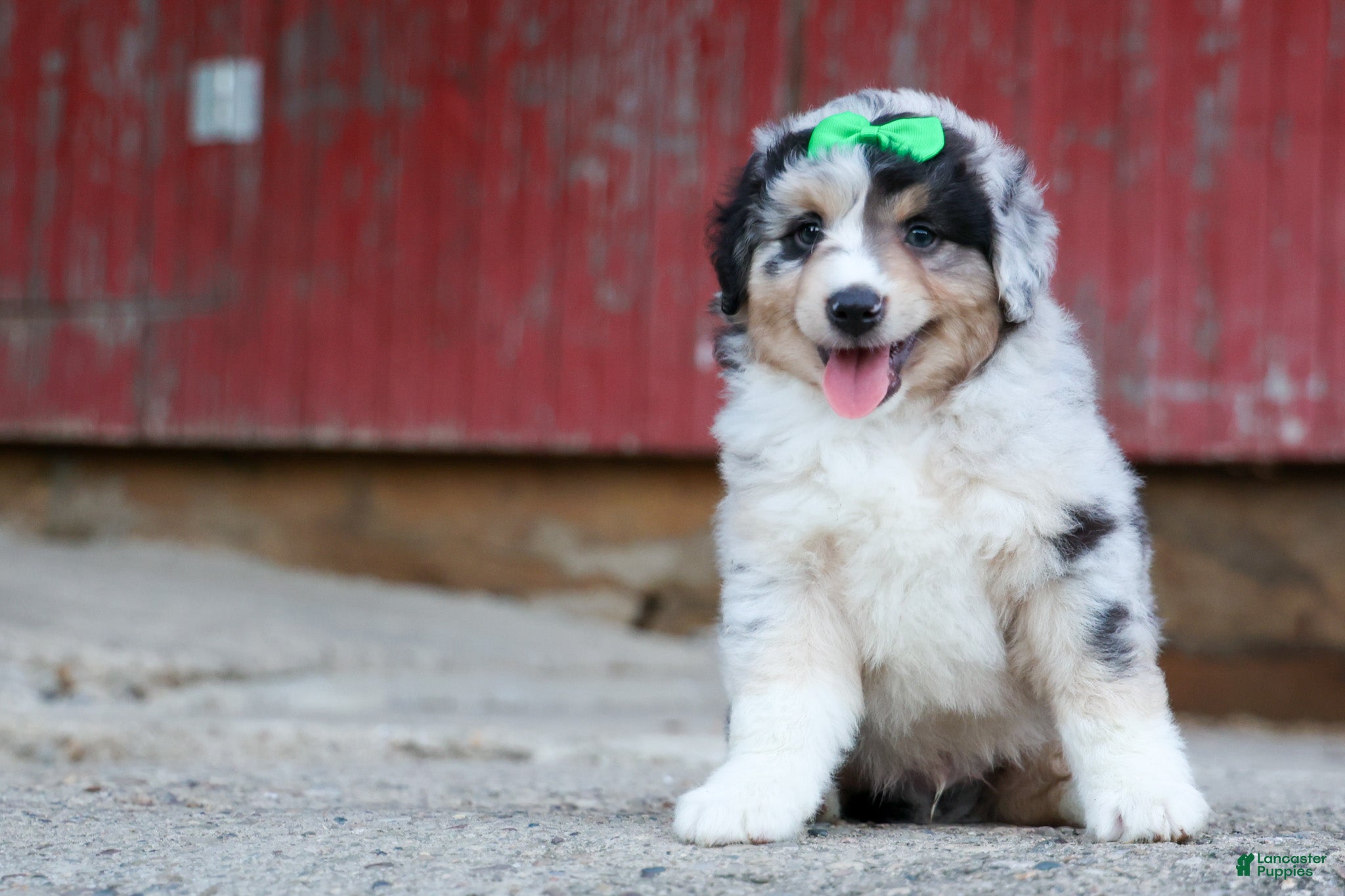 Miniature Australian Shepherd dogs LANDON - Ad 1