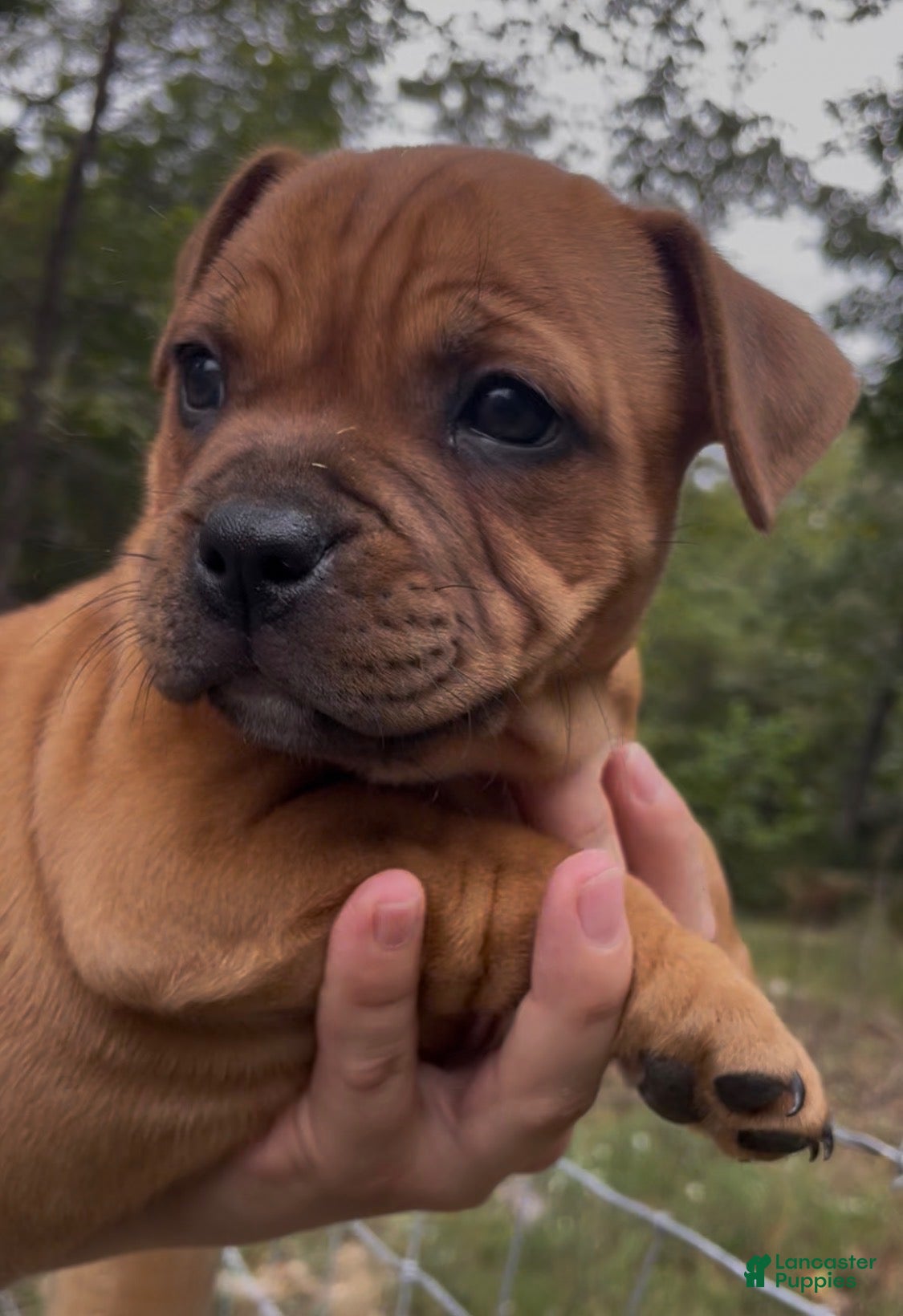 Staffordshire Bull Terrier dogs for sale: Tella - Ad 1