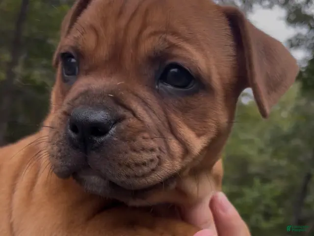 Staffordshire Bull Terrier dogs for sale: Tella - Ad 1