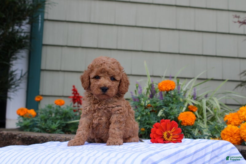 Miniature Poodle dogs Hank  - Ad 2