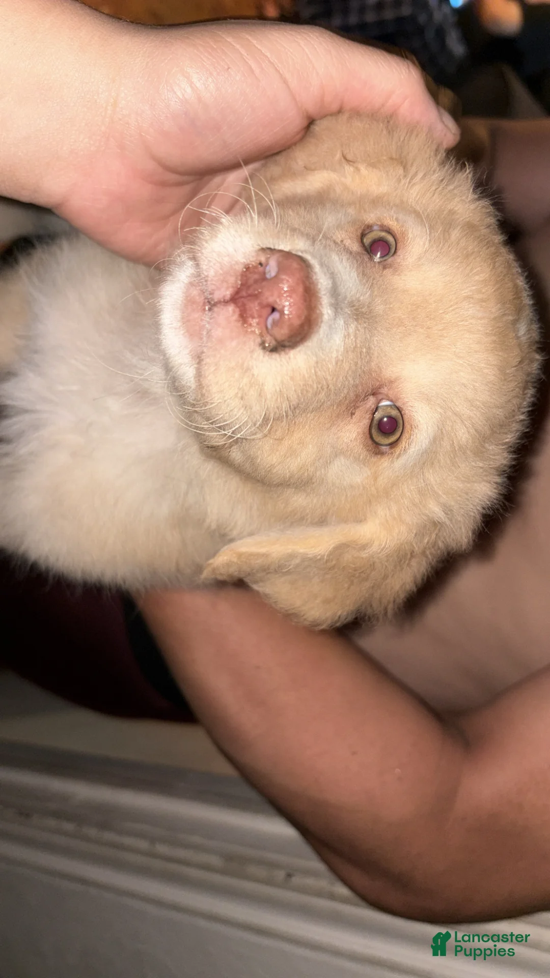 Mixed Breed dogs for sale: Mixed Breed Puppy 1 - Ad 2