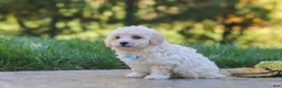 Maltipoo dogs for sale: Finley - Ad 7