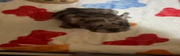 French Bulldog dogs for sale: French Bulldog 1 - Ad 15