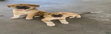 Mixed Breed 4