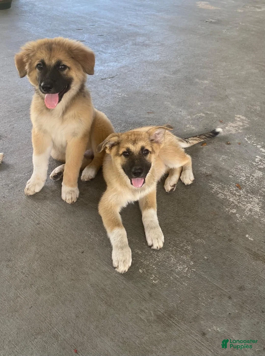 Mixed Breed dogs for sale: Mixed Breed 4 - Ad 1