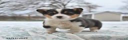 Welsh Corgi Pembroke dogs for sale: Callie - Ad 2