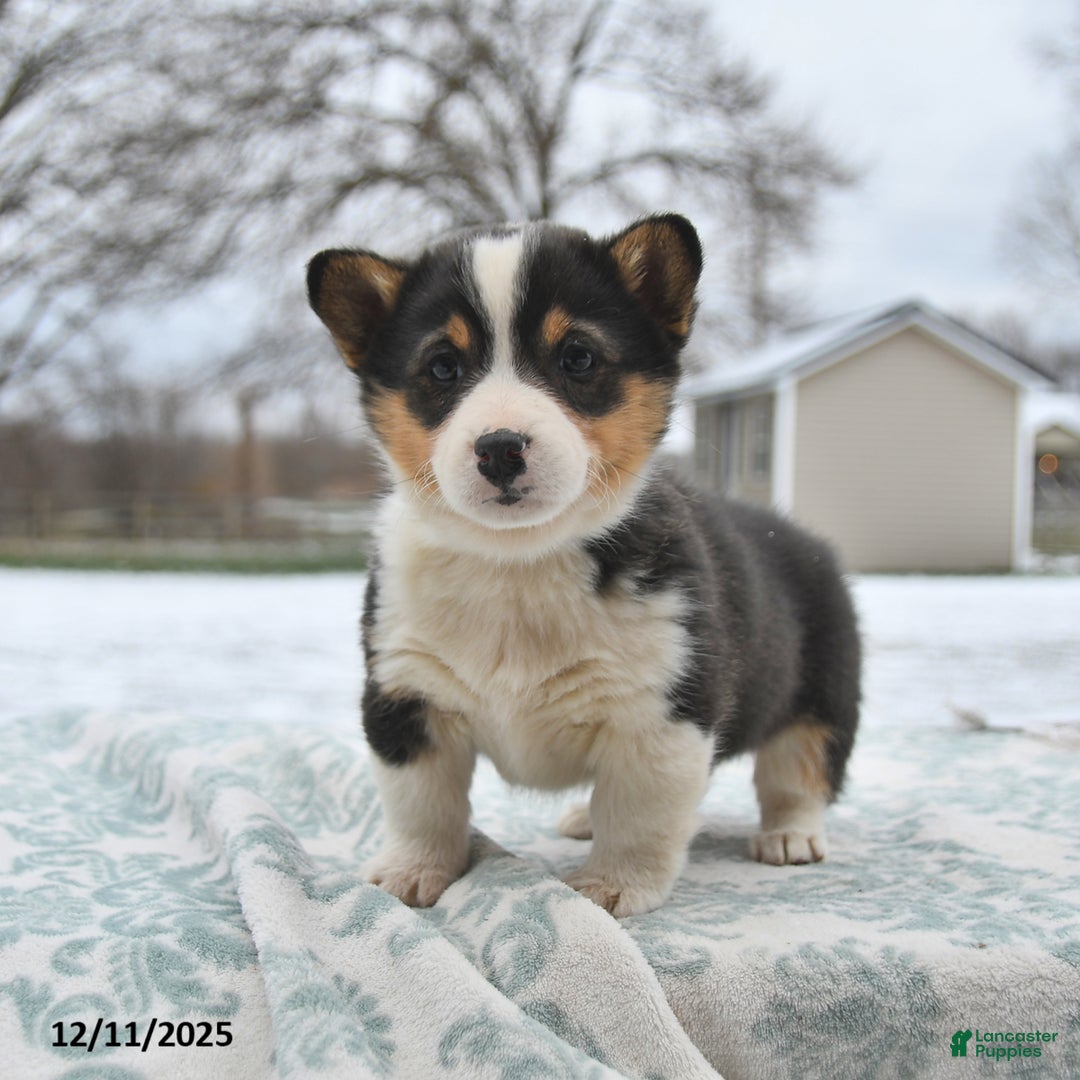 Welsh Corgi Pembroke dogs for sale: Callie - Ad 2