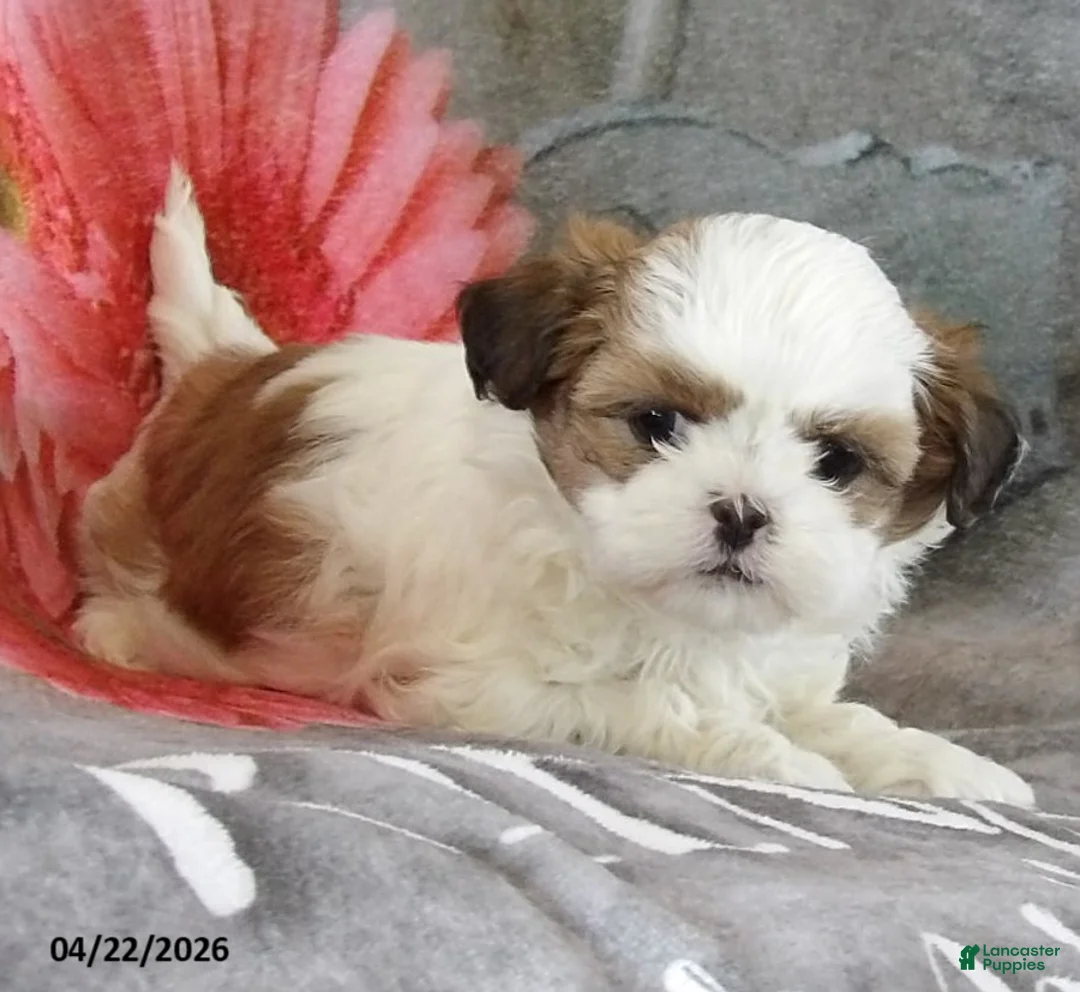 Teddy Bear dogs for sale: Lucy - Ad 2