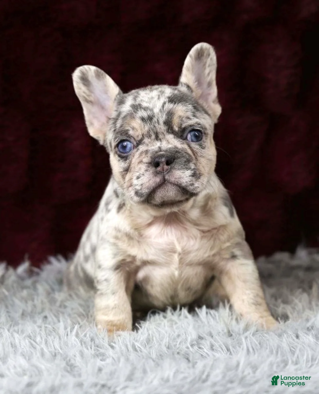 French Bulldog dogs for sale: Twilight - Ad 8