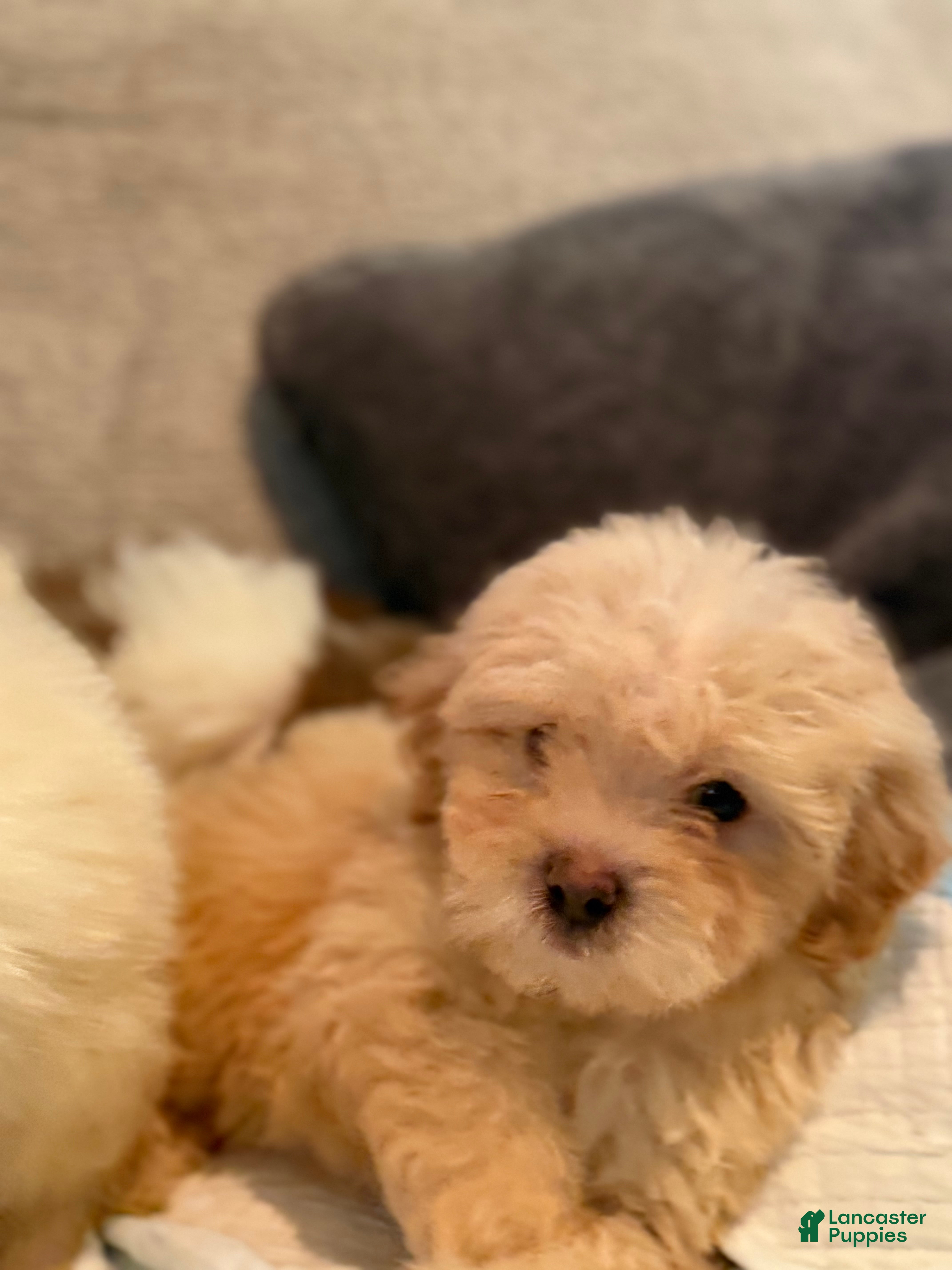 Yorkiepoo dogs Yorkiepoo Puppy 2 - Ad 34