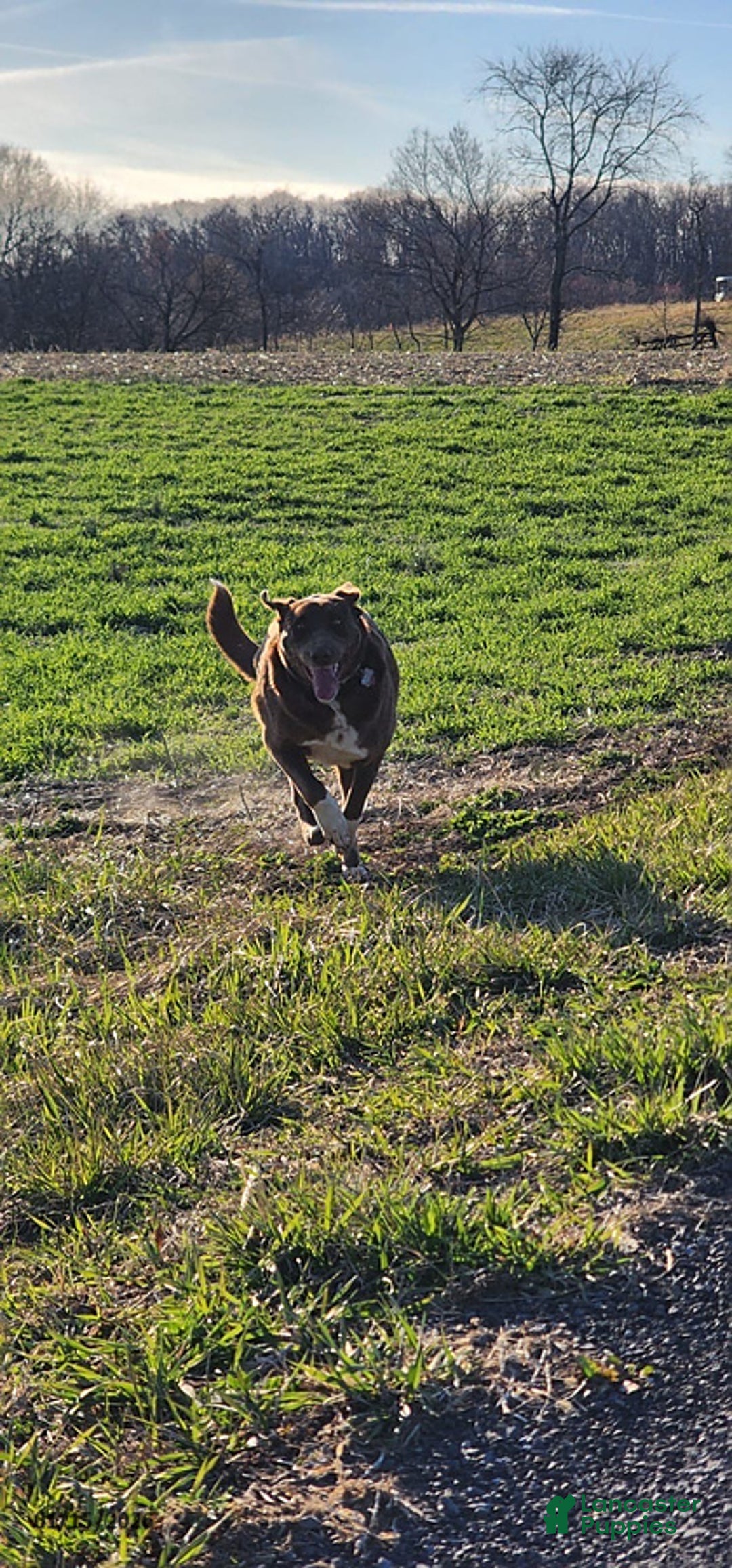 Mixed Breed dogs for sale: Marci - Ad 4