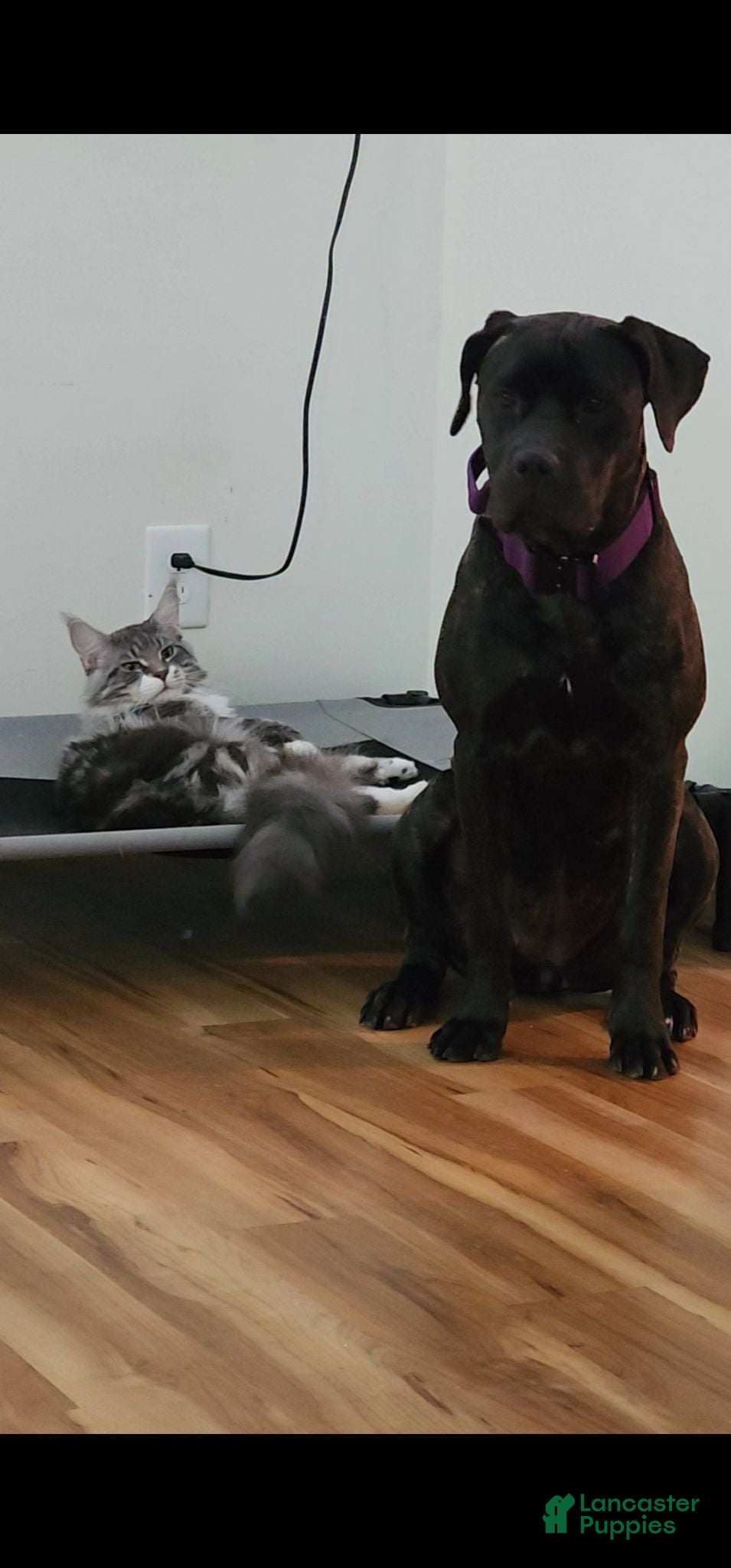 Mixed Breed dogs Mixed Breed 2 - Ad 2