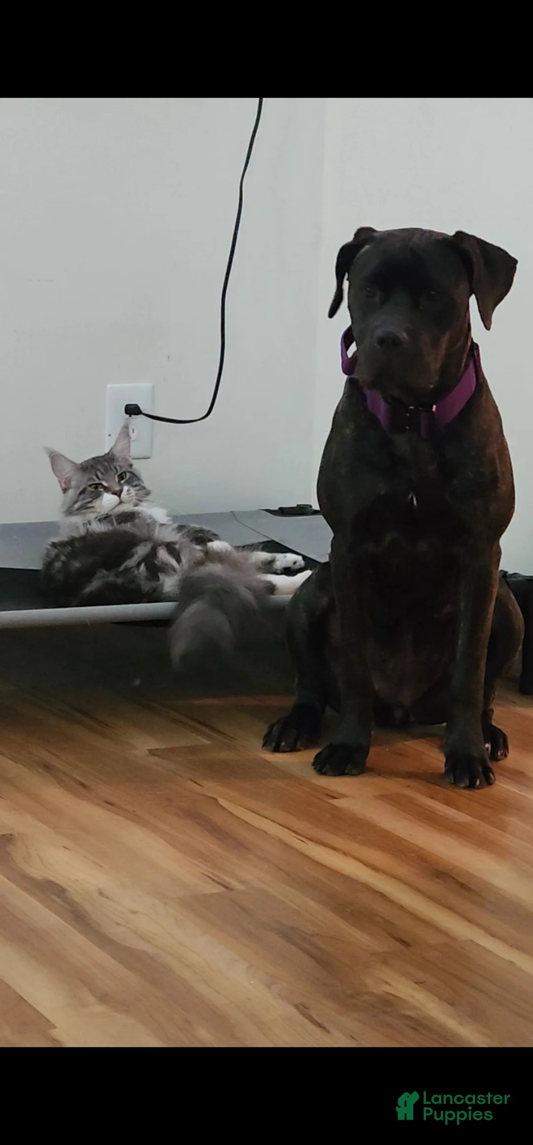 Mixed Breed dogs for sale: Mixed Breed 1 - Ad 2