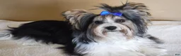 Biewer Terrier dogs for stud: Kody  - Ad 3