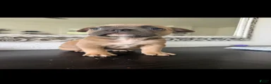 French Bulldog Puppy 3