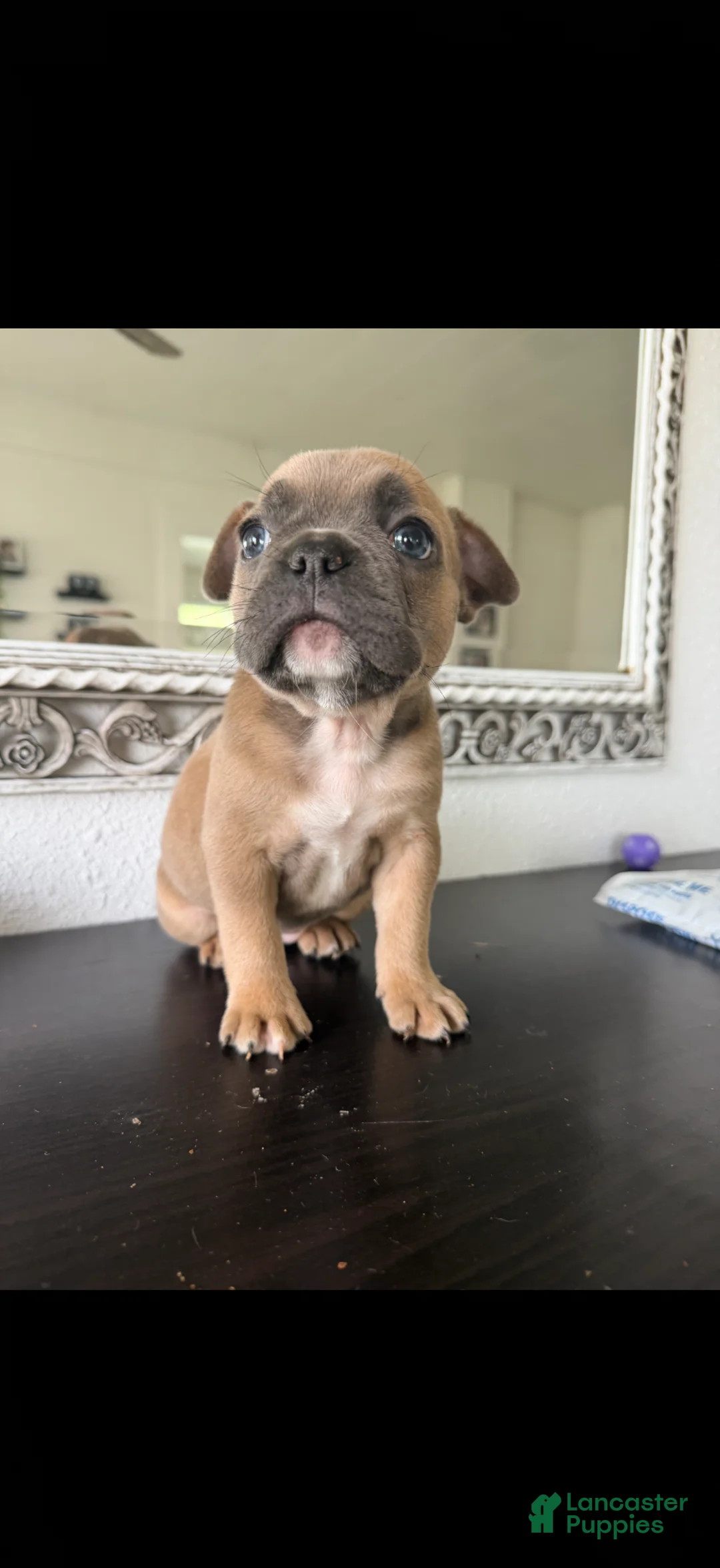 French Bulldog dogs for sale: French Bulldog Puppy 3 - Ad 1