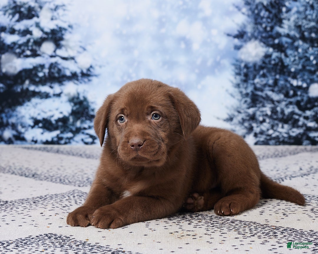 Labrador Retriever dogs for sale: Rocky - Ad 5