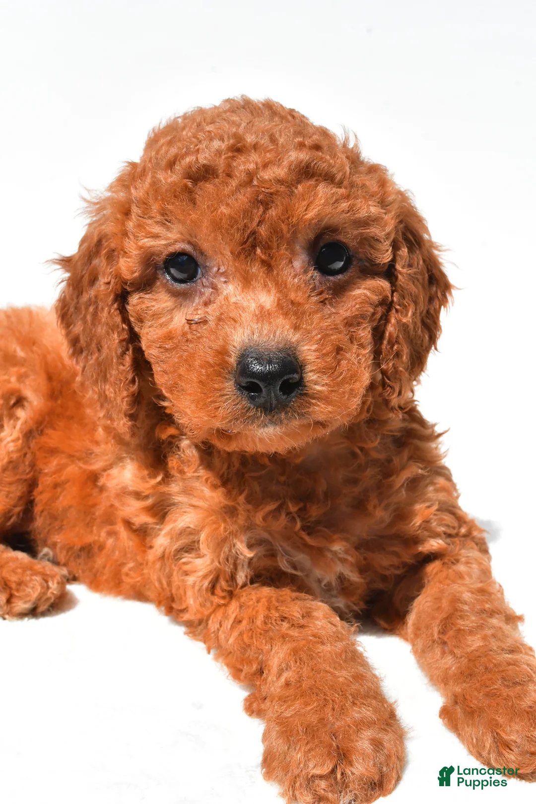 Mini Goldendoodle dogs for sale: Fran - Ad 1