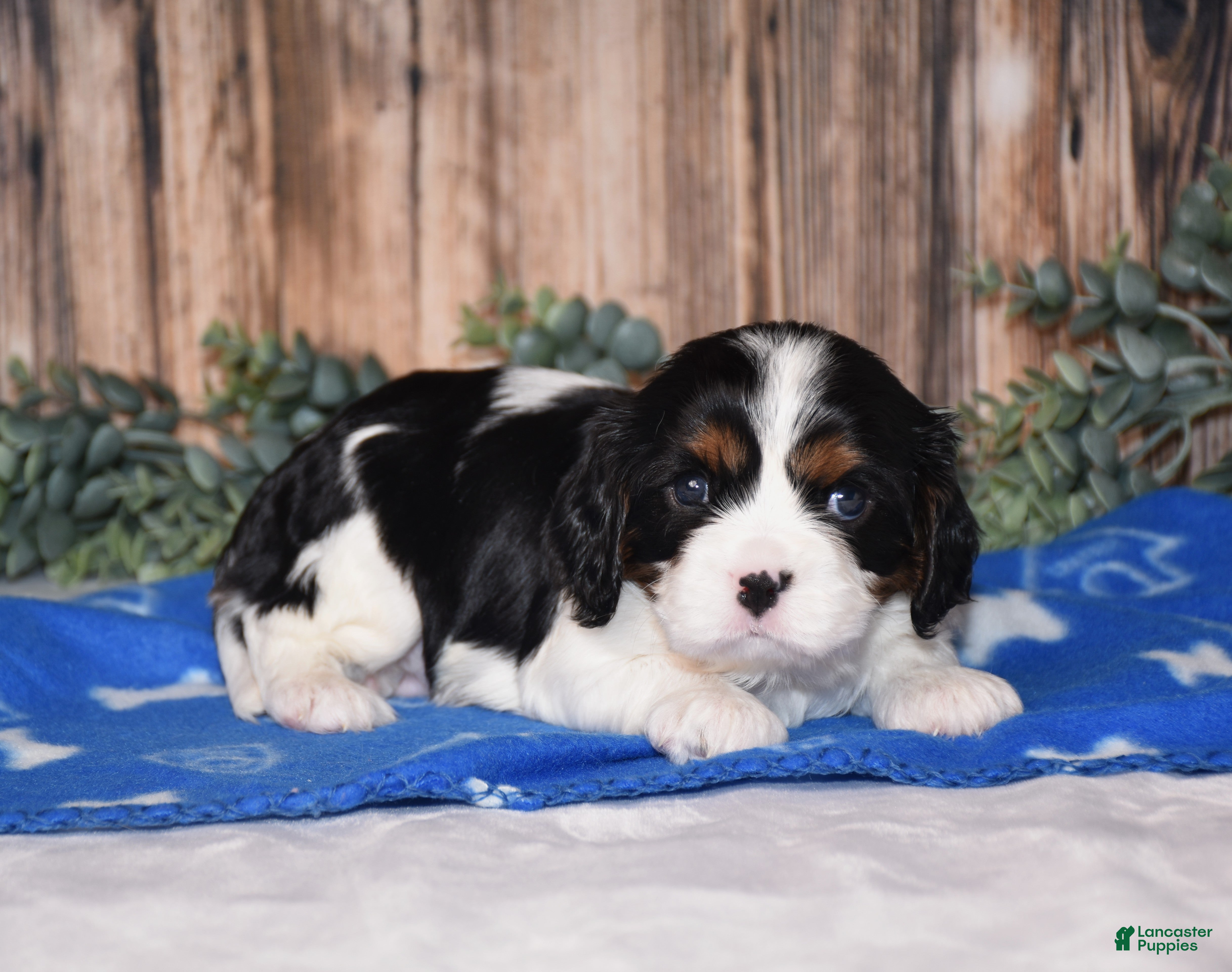 Cavalier King Charles Spaniel dogs Drax - Ad 2