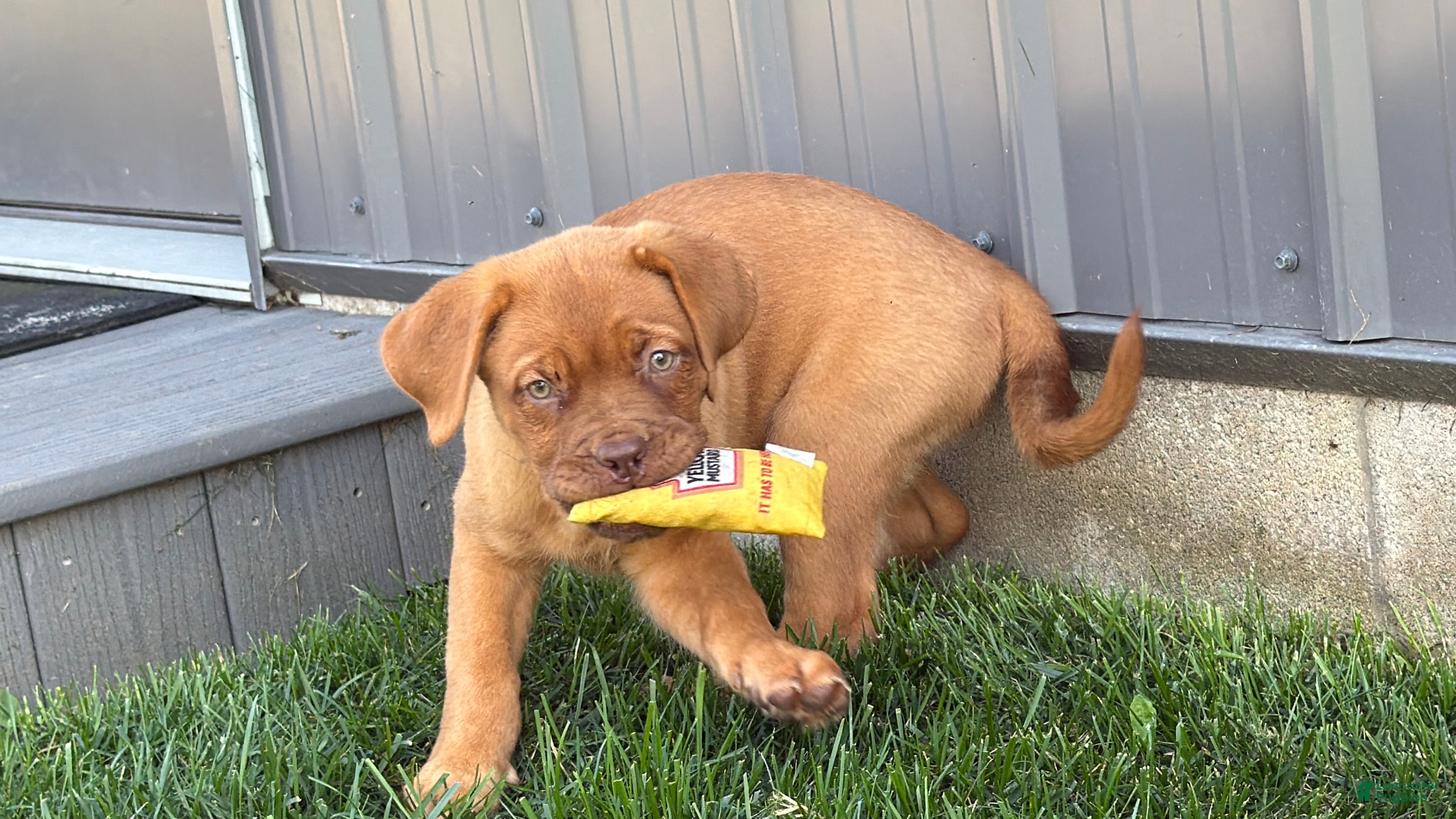 Dogue De Bordeaux dogs Babbles  - Ad 2