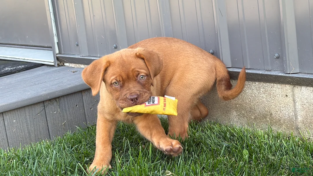 Dogue De Bordeaux dogs for sale: Babbles  - Ad 2