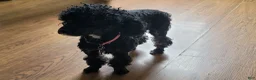 Toy Poodle dogs for sale: Black Panther - Ad 5