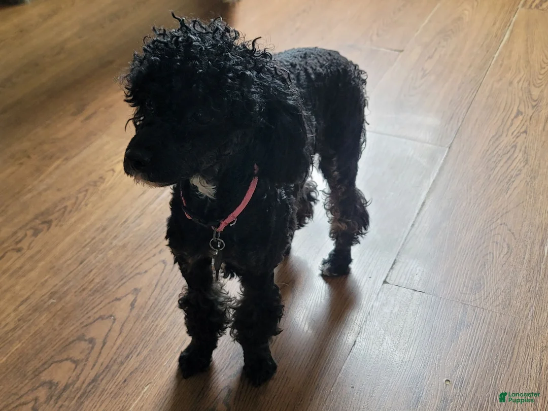 Toy Poodle dogs for sale: Black Panther - Ad 5