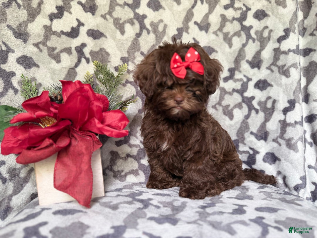 Shihpoo dogs for sale: Eve - Ad 4