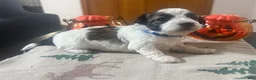 Teddy Bear dogs for sale: Teddy Bear dark blue male  - Ad 2