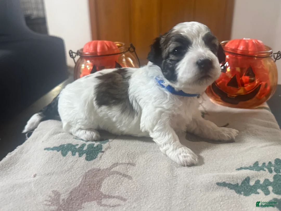 Teddy Bear dogs for sale: Teddy Bear dark blue male  - Ad 2