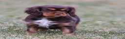 Cavalier King Charles Spaniel dogs for sale: Butterfinger - Ad 2