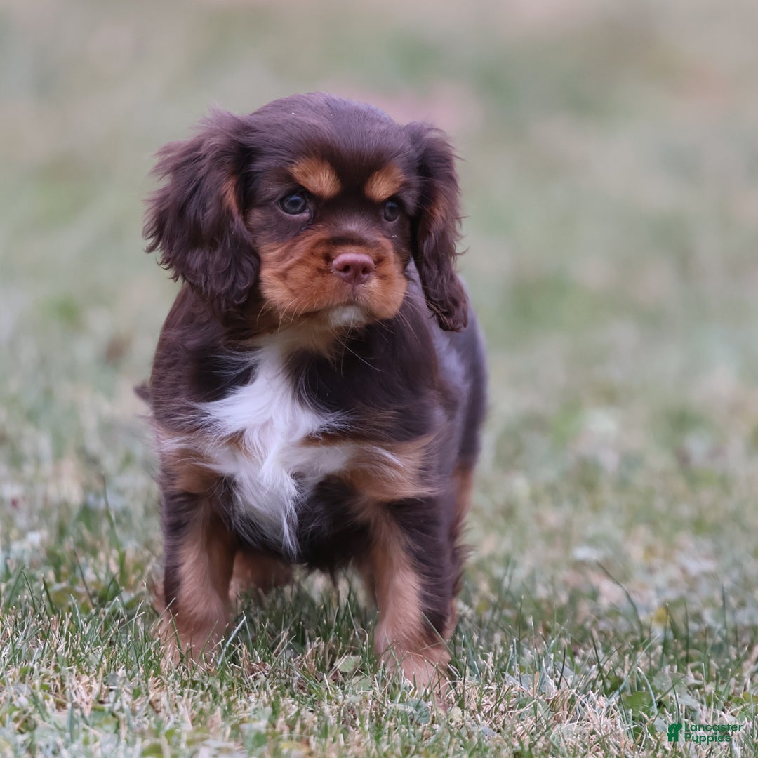 Cavalier King Charles Spaniel dogs for sale: Butterfinger - Ad 2