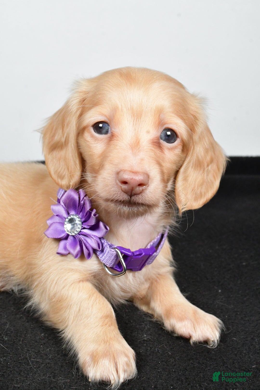 Miniature Dachshund dogs for sale: Annie - Ad 4