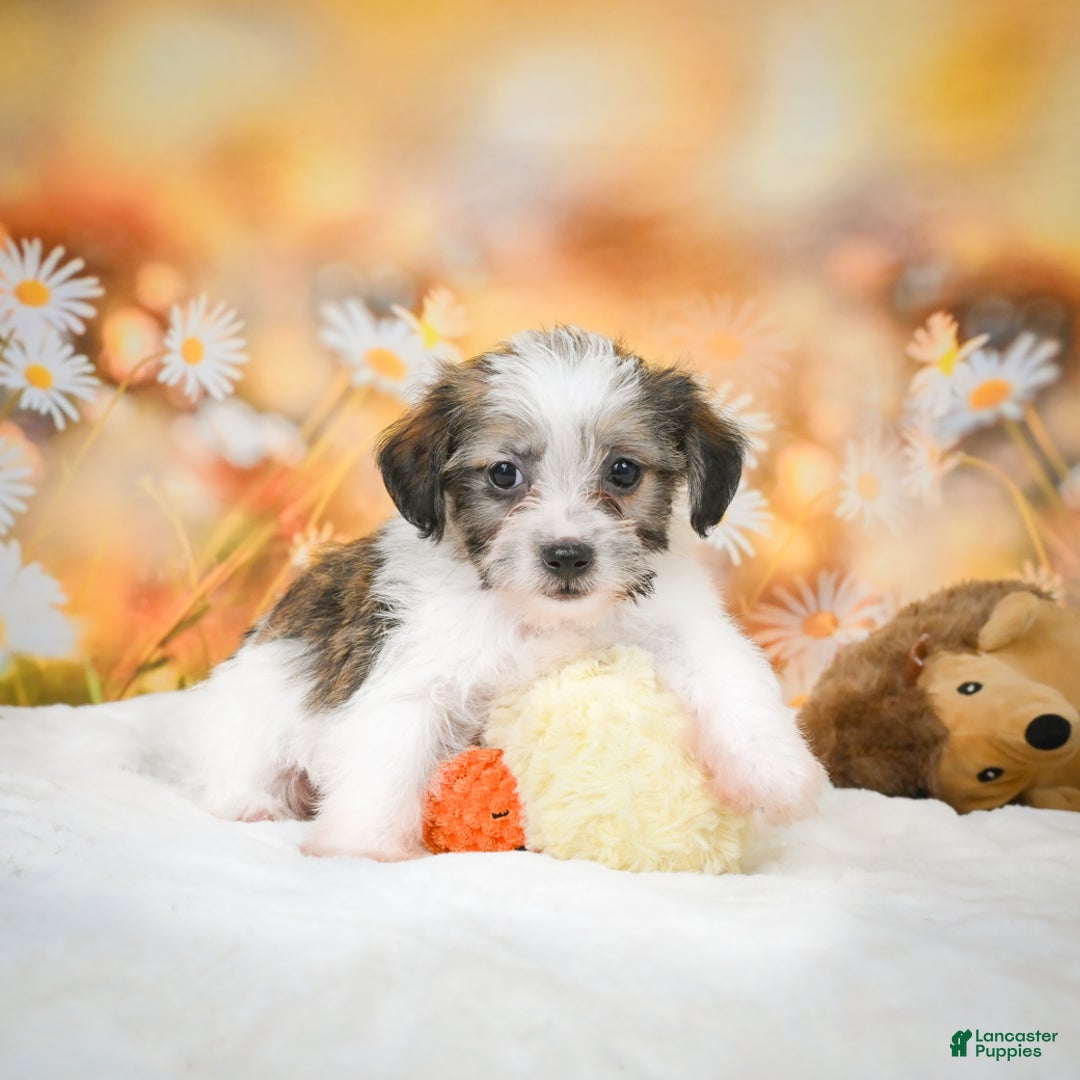 Yorkiepoo dogs for sale: Odal - Ad 7