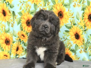Newfoundland dogs for sale: Rolo - Ad 4
