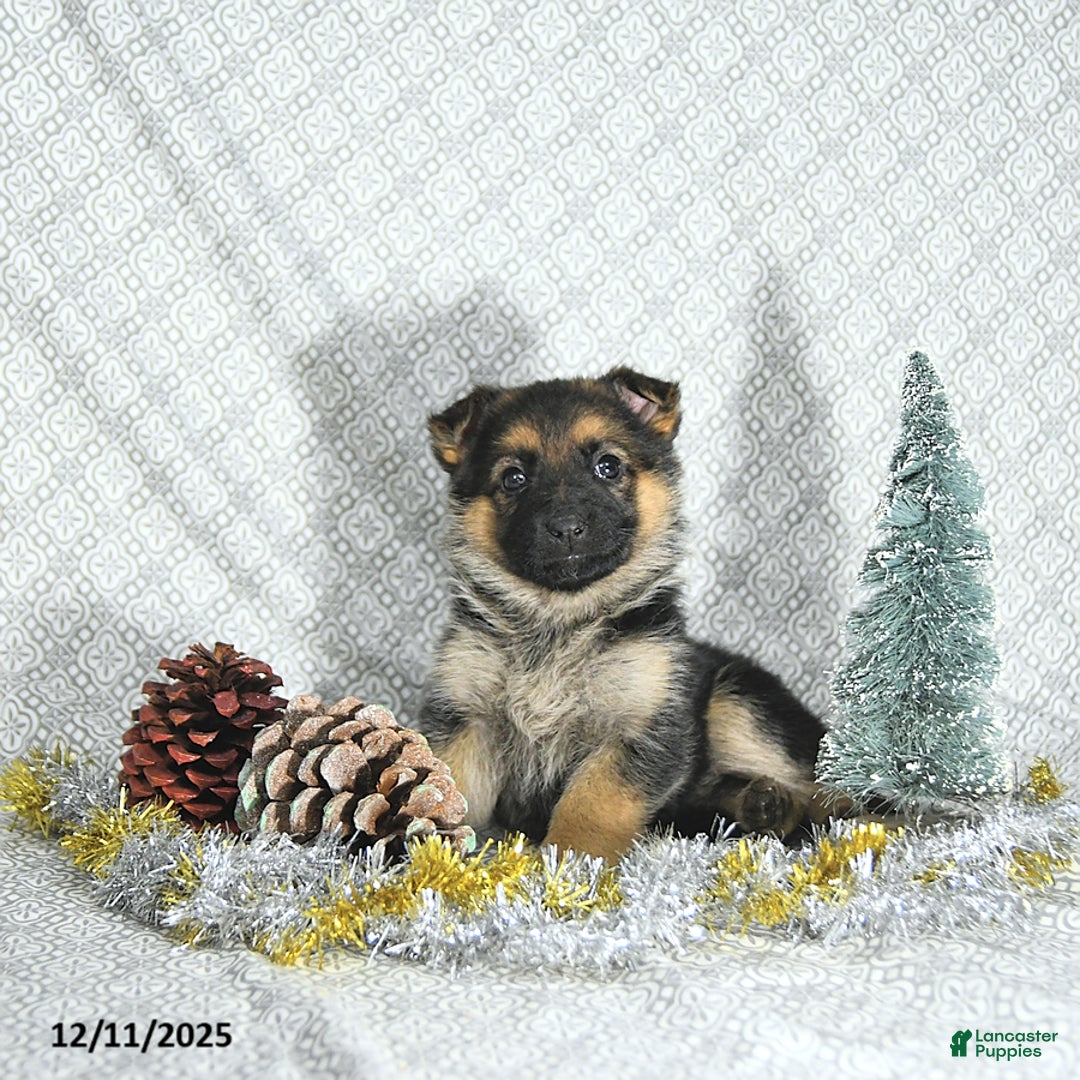 German Shepherd dogs for sale: Macey - Ad 2