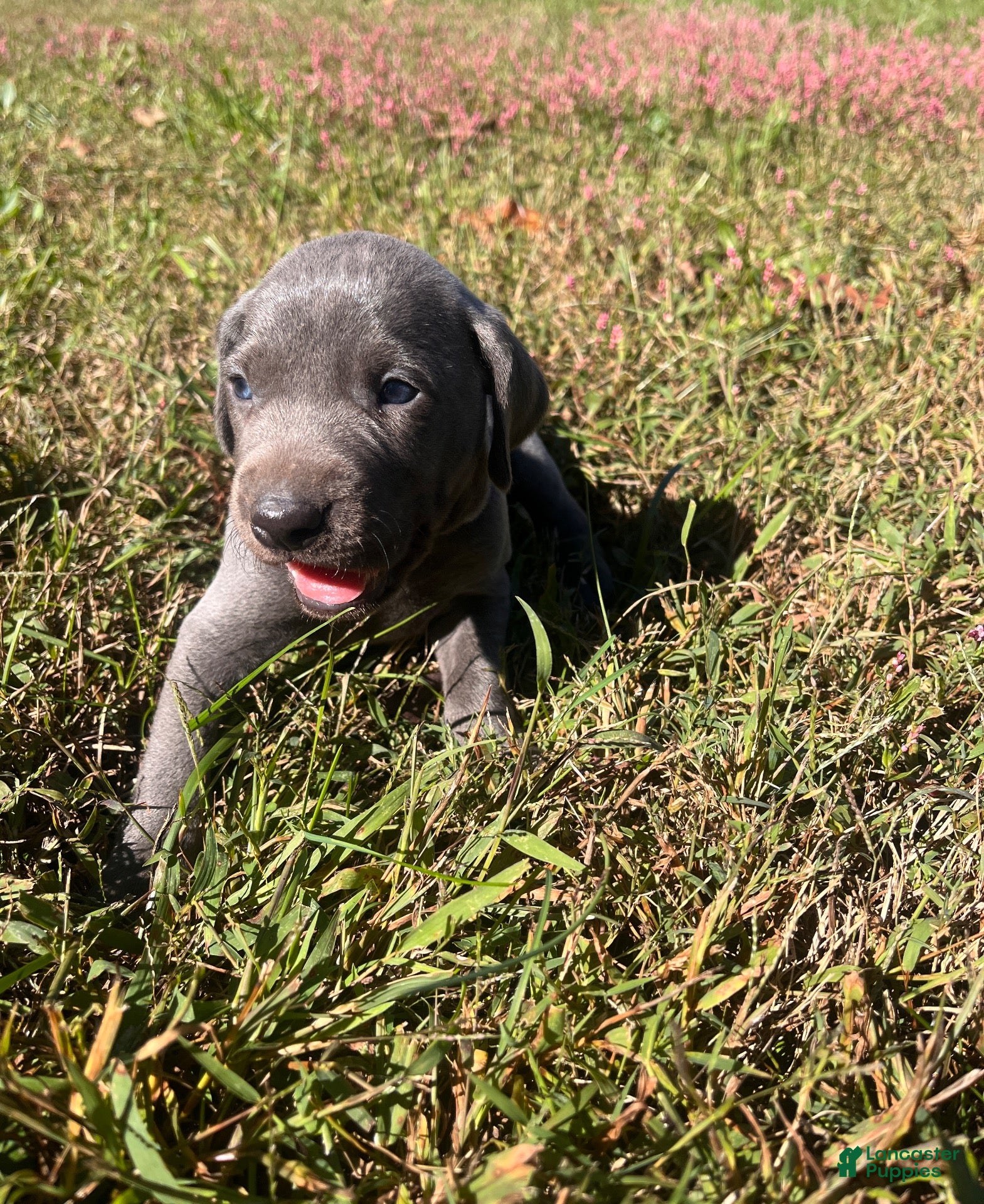 Weimaraner dogs Weimaraner 5 - Ad 8