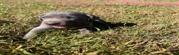 Weimaraner dogs for sale: Weimaraner 5 - Ad 1